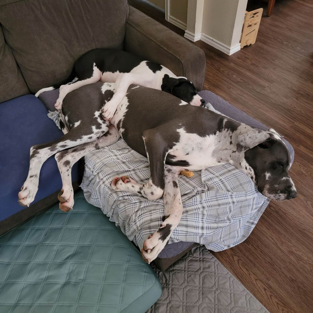 A large Great Dane dog sleeping on a plaid dog bed on a blue couch in a living room.