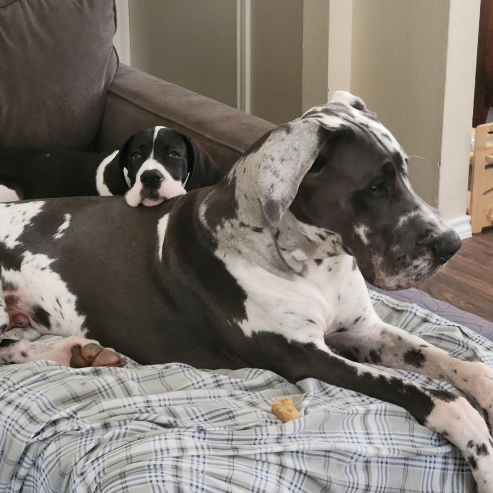 A large Great Dane dog lying on a plaid blanket with a small puppy resting on its back near a gray sofa.