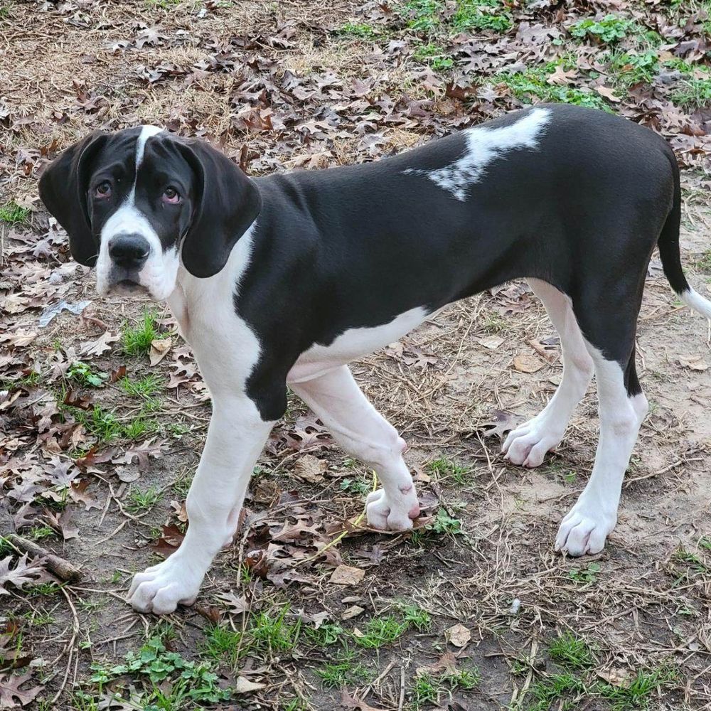 A black and white Great Dane puppy stands on leaf-covered ground, showcasing its distinctive markings and long legs.