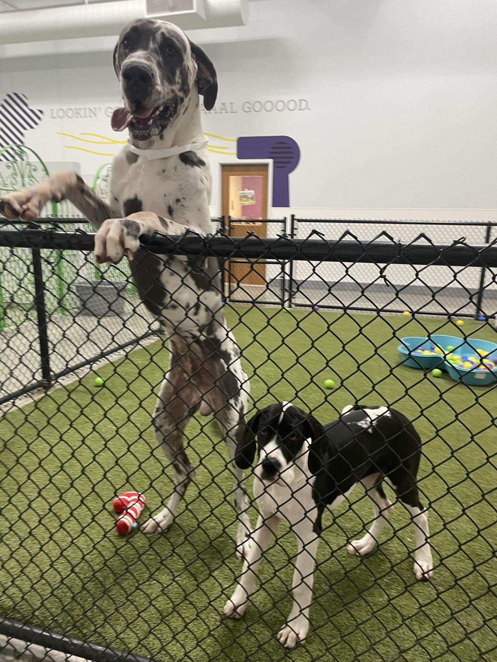 A large Great Dane stands on hind legs at a chain-link fence beside a small black and white puppy at an indoor dog daycare.