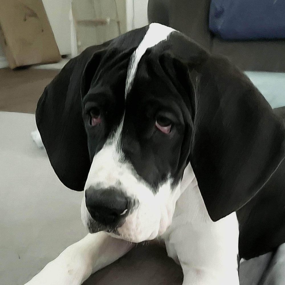 Black and white Great Dane puppy with floppy ears lying down, looking up with soulful eyes.