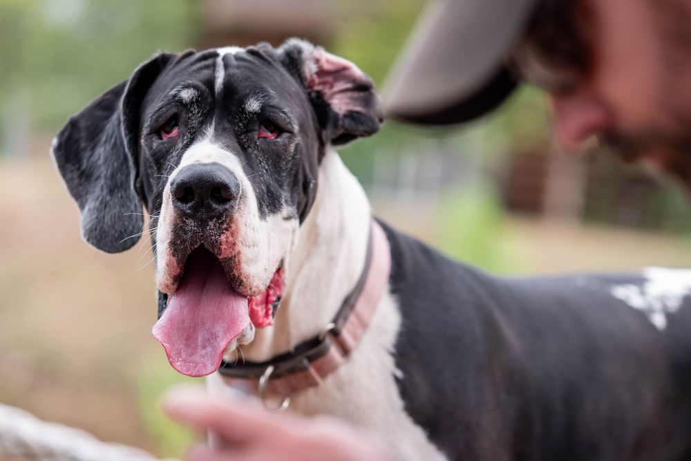 A large black and white Great Dane dog with tongue out being petted by a person outdoors.