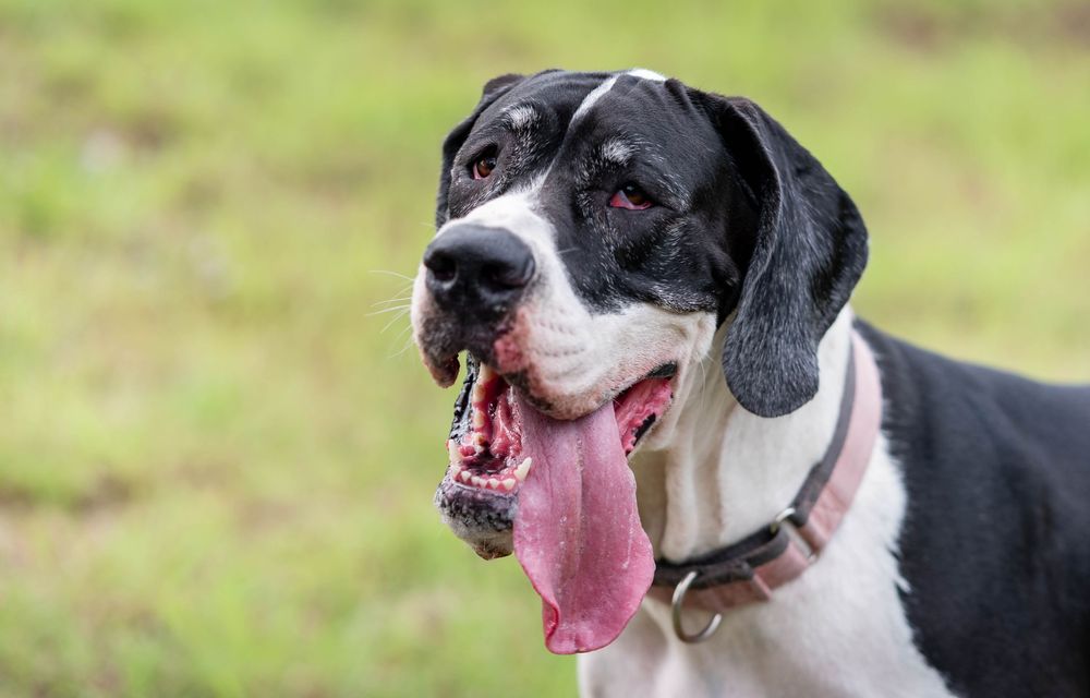 A black and white Great Dane dog with tongue out standing in a green field wearing a collar.