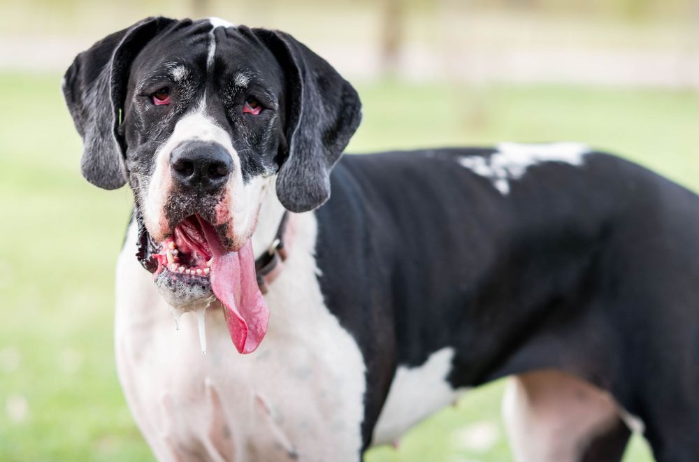 A large black and white Great Dane dog standing outdoors with tongue out, panting happily in a park setting.