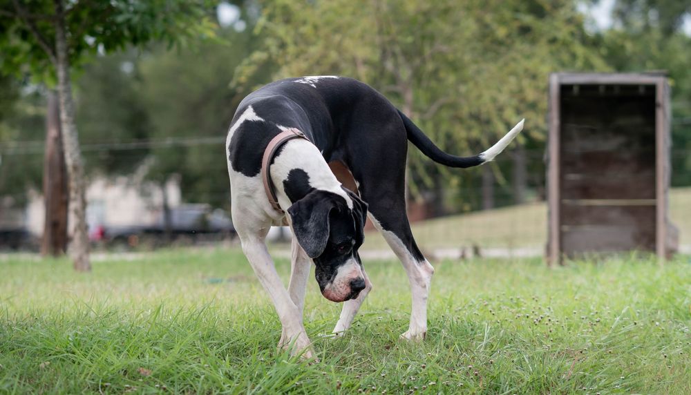Black and white Great Dane dog sniffing grass in a fenced yard outdoors.