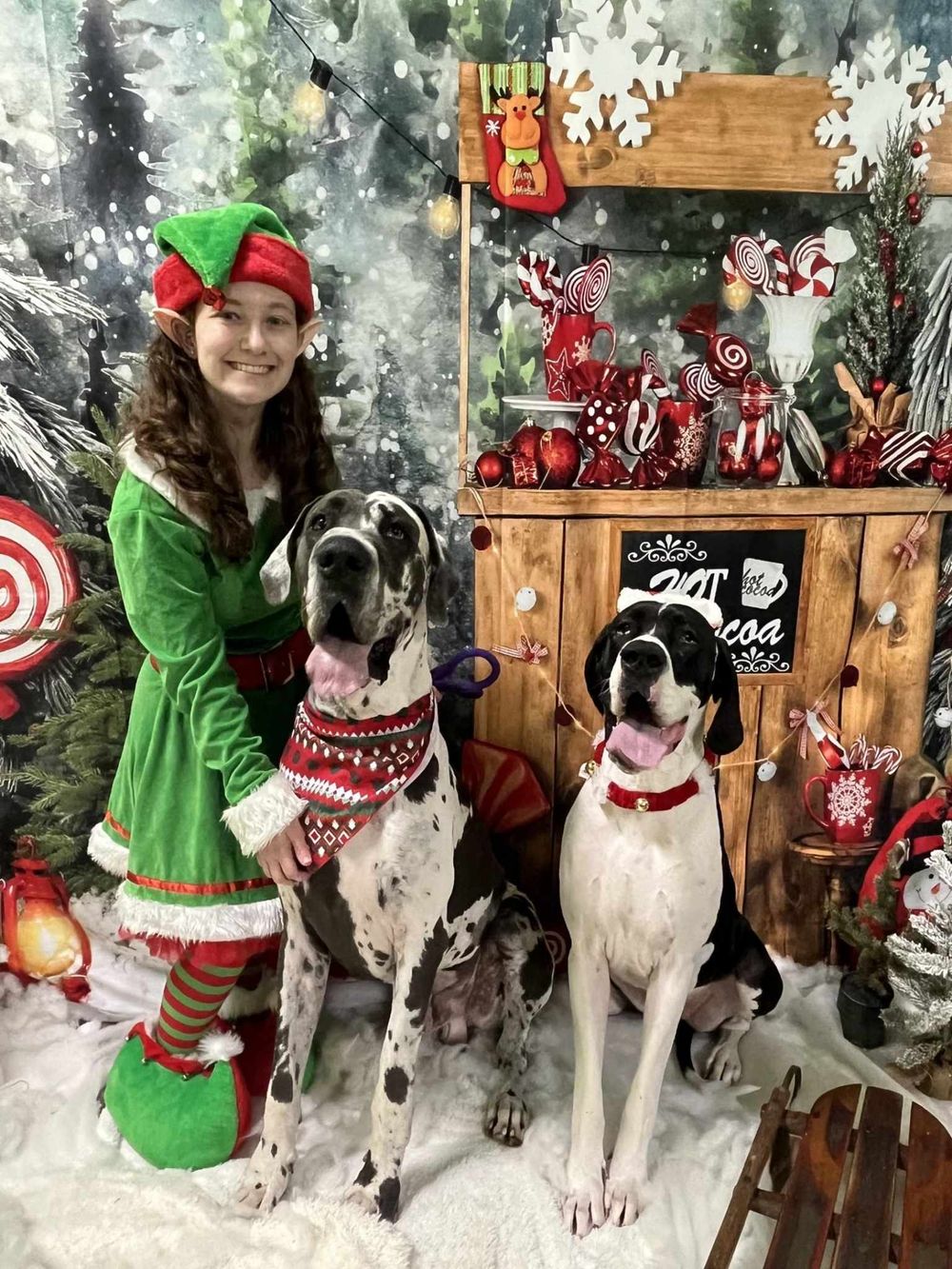 A young woman dressed as an elf poses with two Great Dane dogs in Christmas sweaters beside a festive holiday backdrop.