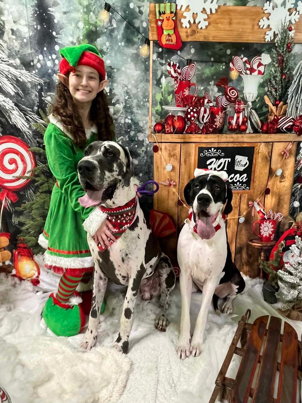 A girl in an elf costume poses with two Great Dane dogs in a festive Christmas holiday photo setting.