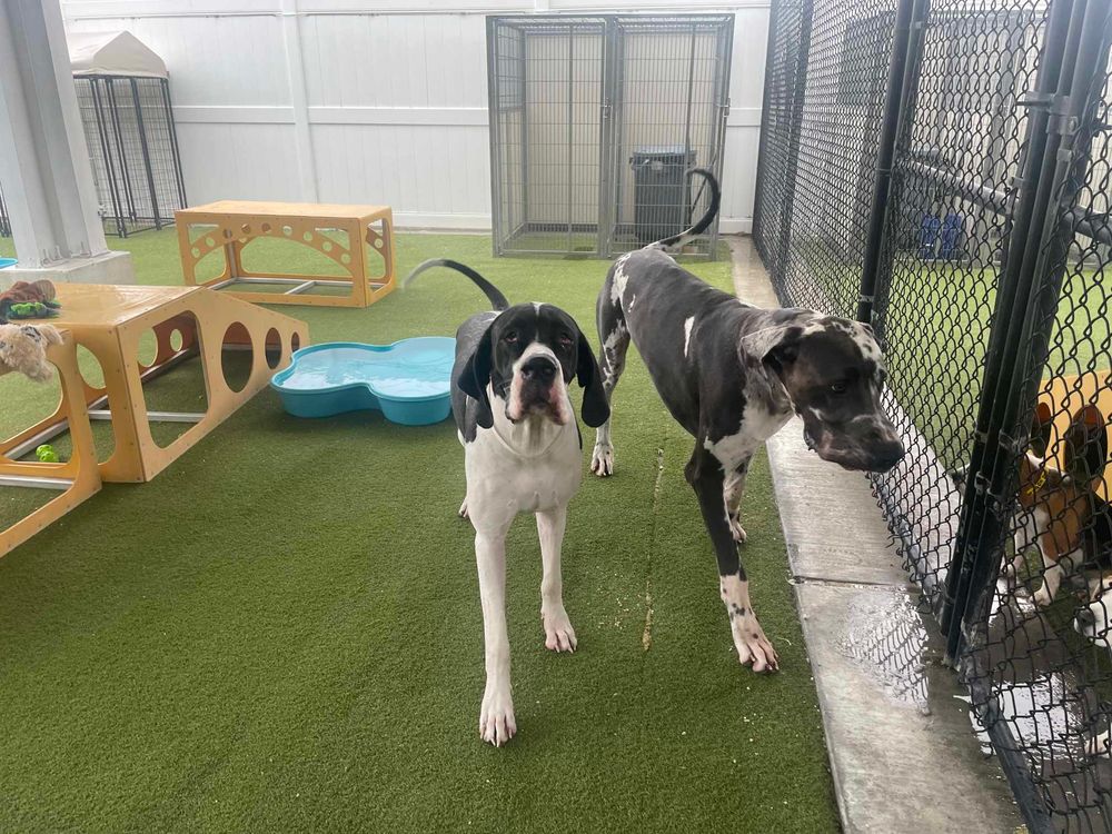 Two Great Dane dogs playing together on artificial turf in an indoor dog daycare facility.