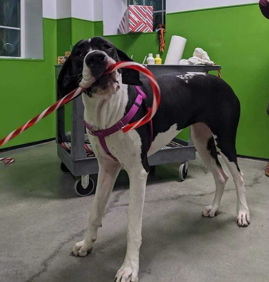 Black and white dog wearing pink harness holds candy cane in mouth while standing in green room.