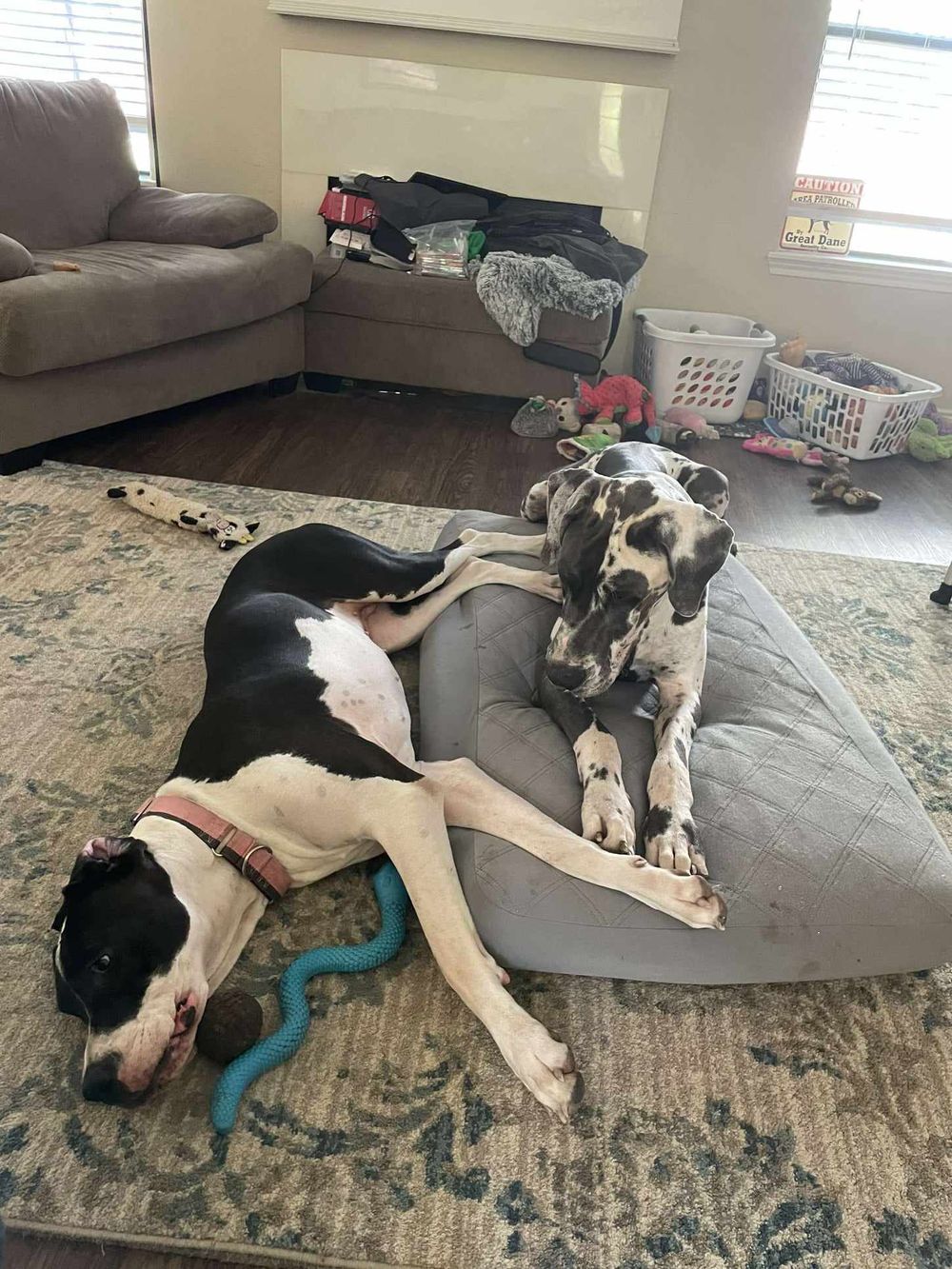 Two Great Dane dogs resting on a gray dog bed in a cozy living room with a rug and scattered toys.