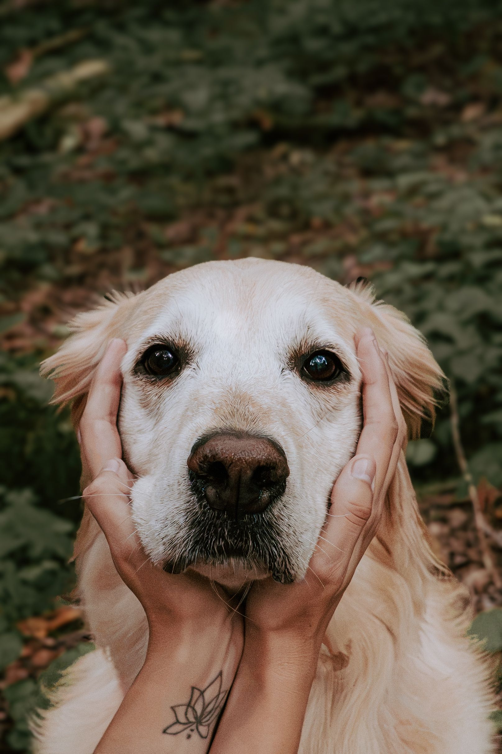 Hands gently cupping the face of a golden retriever dog outdoors in a forest setting.