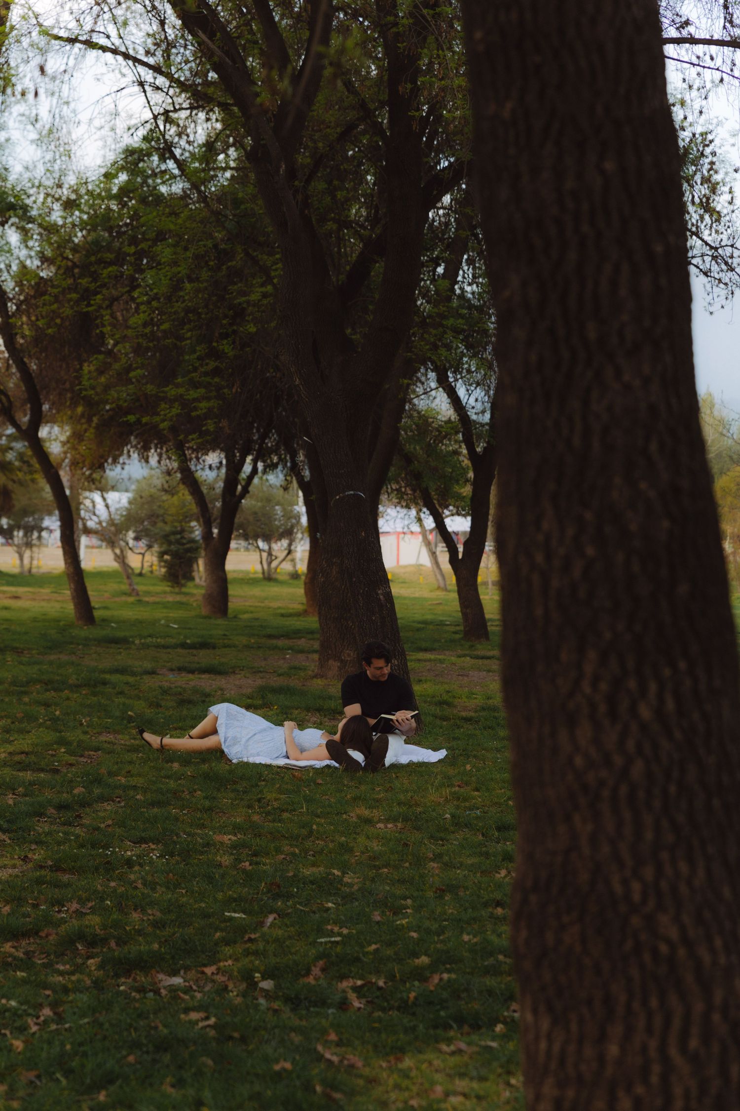 Couple sitting together on grass beneath tall trees in a serene green park setting.