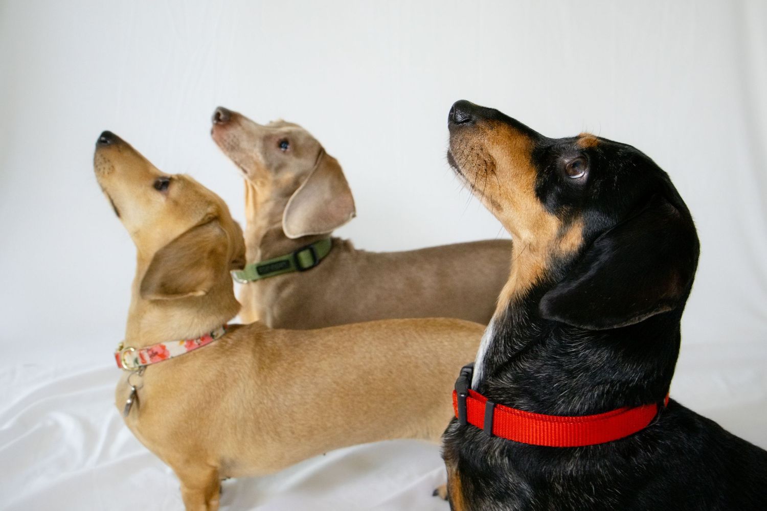 3 small dogs looking towards the sky.
