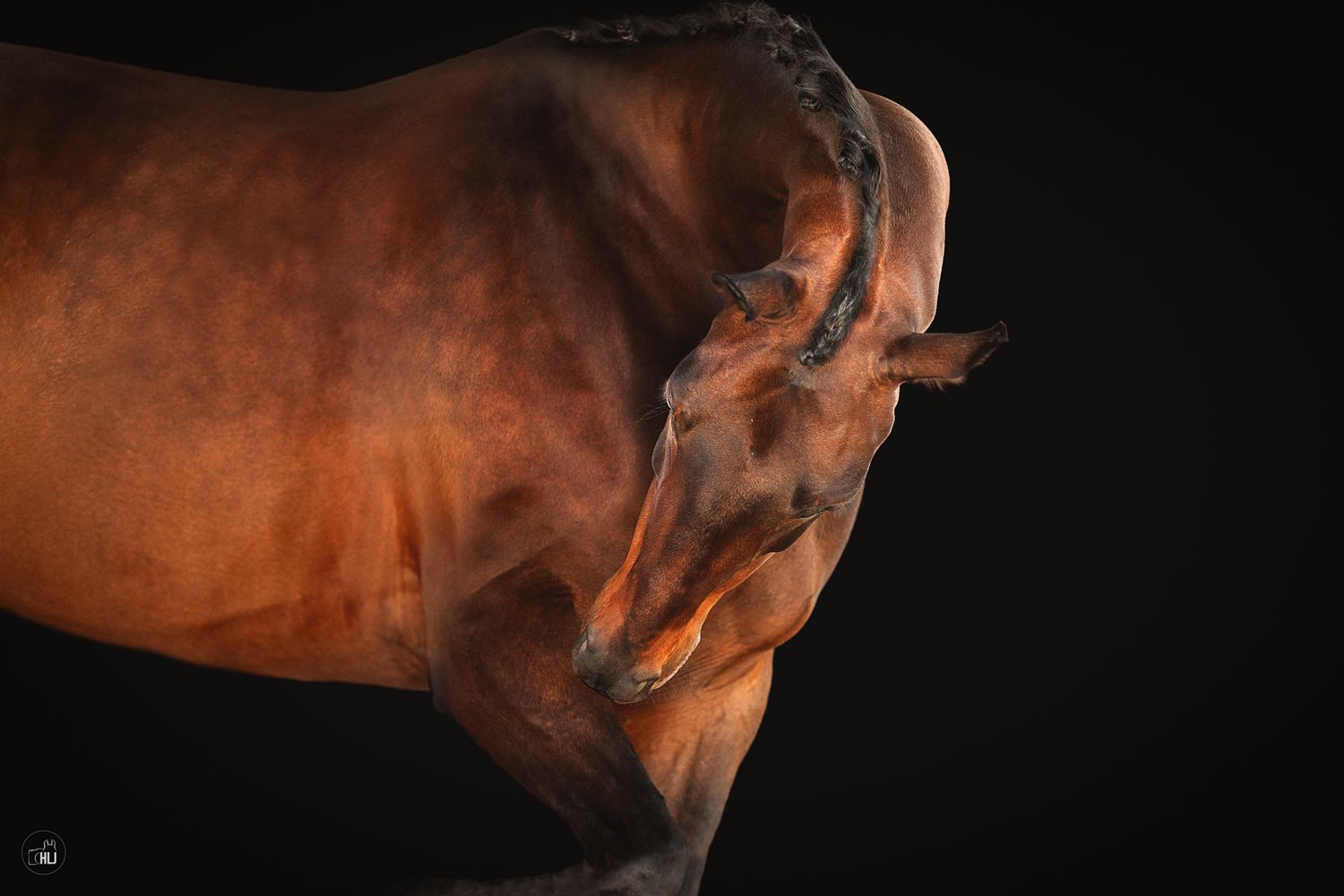 A majestic chestnut horse arches its neck gracefully against a dark studio background, showcasing its muscular form.