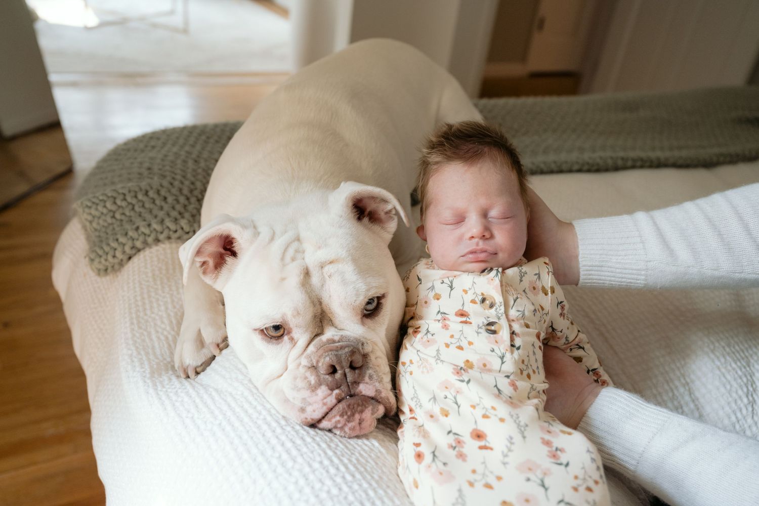 Parents hold newborn next to family english bull dog during in-home lifestyle newborn session in Minnetonka, MN.