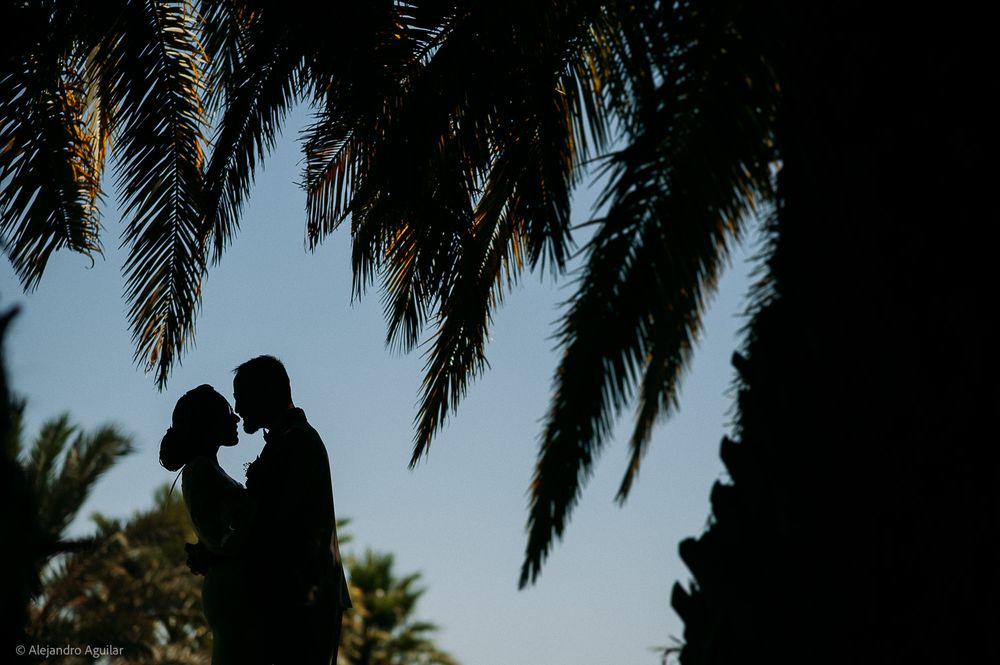 Silhouette of a romantic couple kissing under lush palm trees against a clear blue sky.