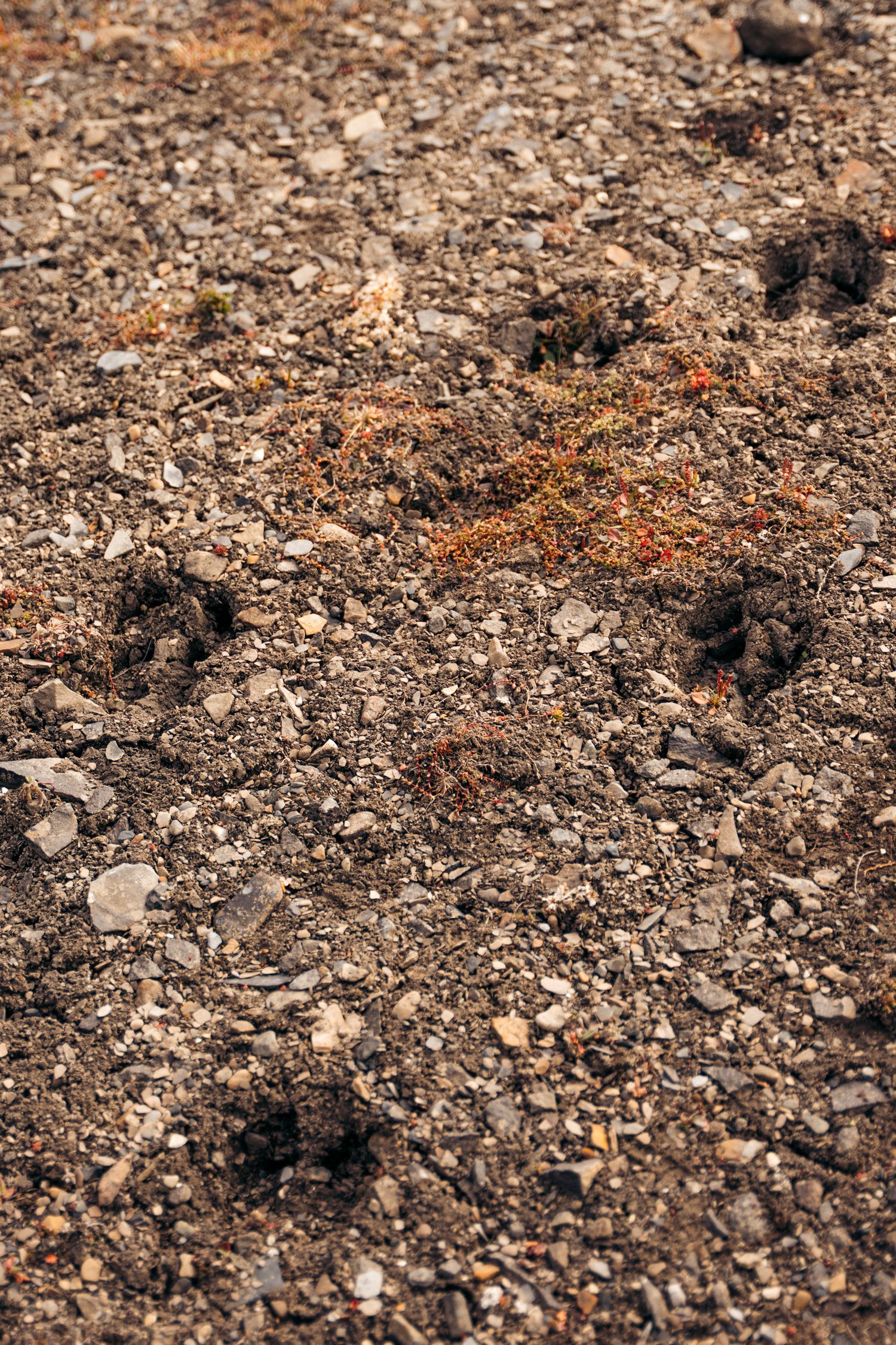 Empreintes d'animal creusées dans le sol meuble de la toundra de Sundneset