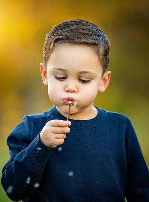 Young child in navy sweater blowing dandelion seeds in autumn with golden bokeh background.