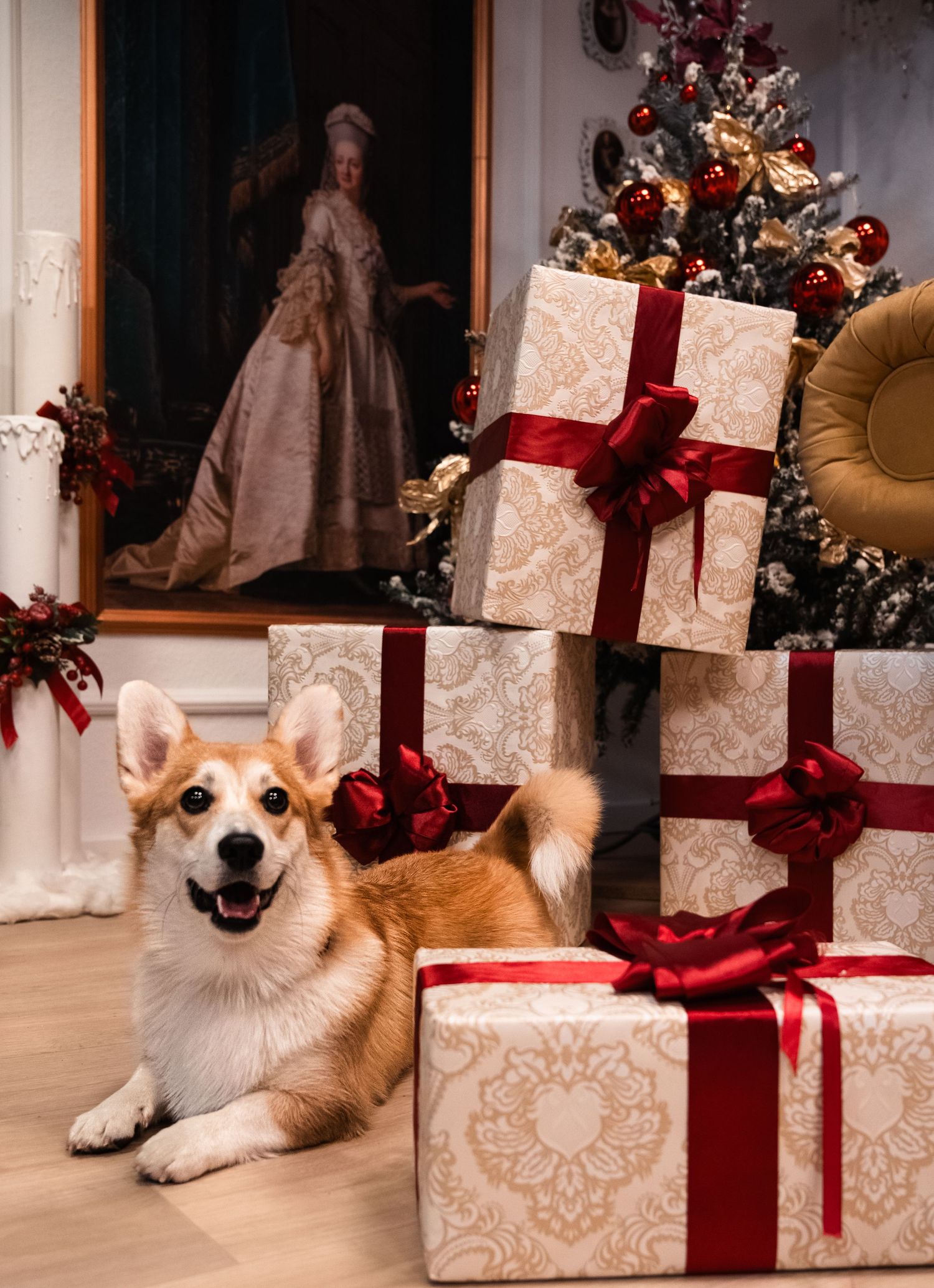 kutya, karácsony, fotózás, corgi