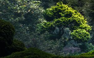 Lush green Japanese garden with a beautifully shaped bonsai tree bathed in sunlight amid misty foliage.