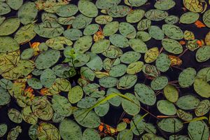 Green lily pads floating on dark water, with autumn-colored leaves scattered among them in a tranquil pond setting.