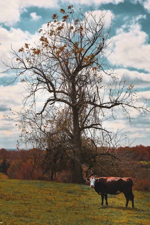 A brown cow stands in a green pasture beside a large bare autumn tree under a cloudy blue sky.