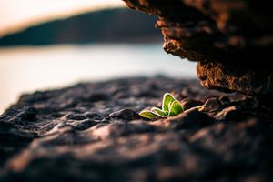 A tiny green seedling sprouting from dark rocky ground near a large stone, with a blurred lake at sunset in the background.