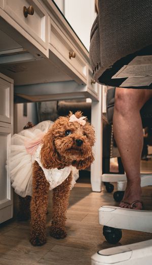 A fluffy brown toy poodle wearing a pink tutu dress stands on hardwood floor near white kitchen cabinets.