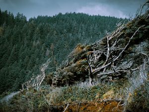 Dead twisted trees on a rocky hillside with dense evergreen forest and dramatic overcast sky in the background.