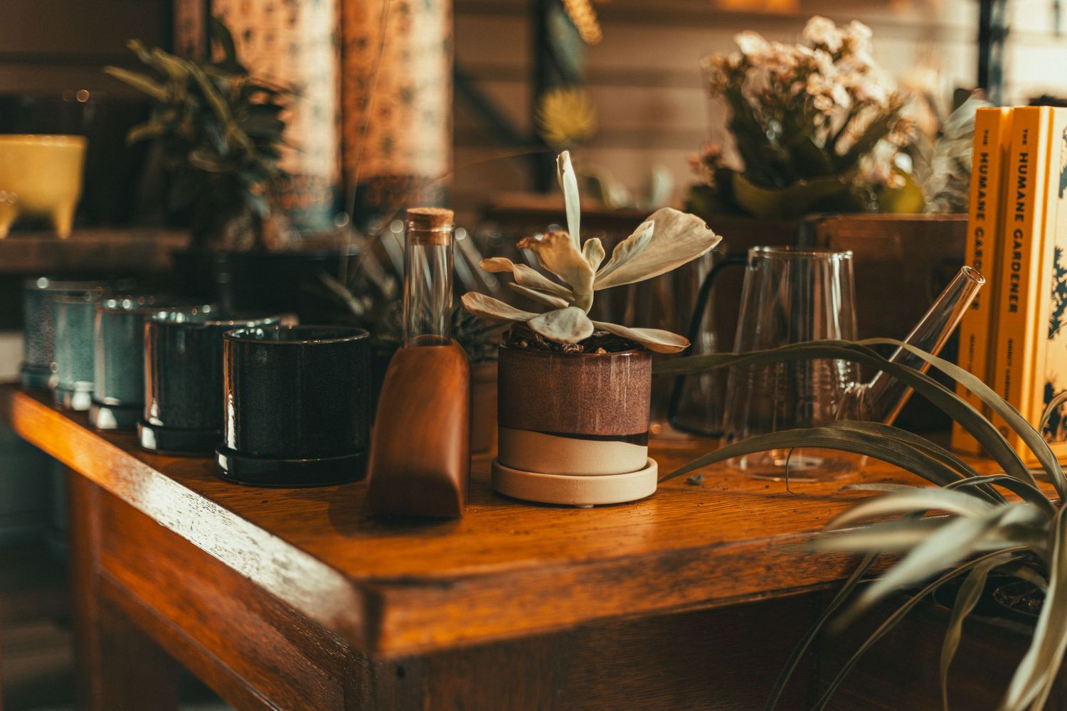 Wooden shelf displaying potted succulents, glass vases, and decorative bottles in a warm, cozy indoor setting.