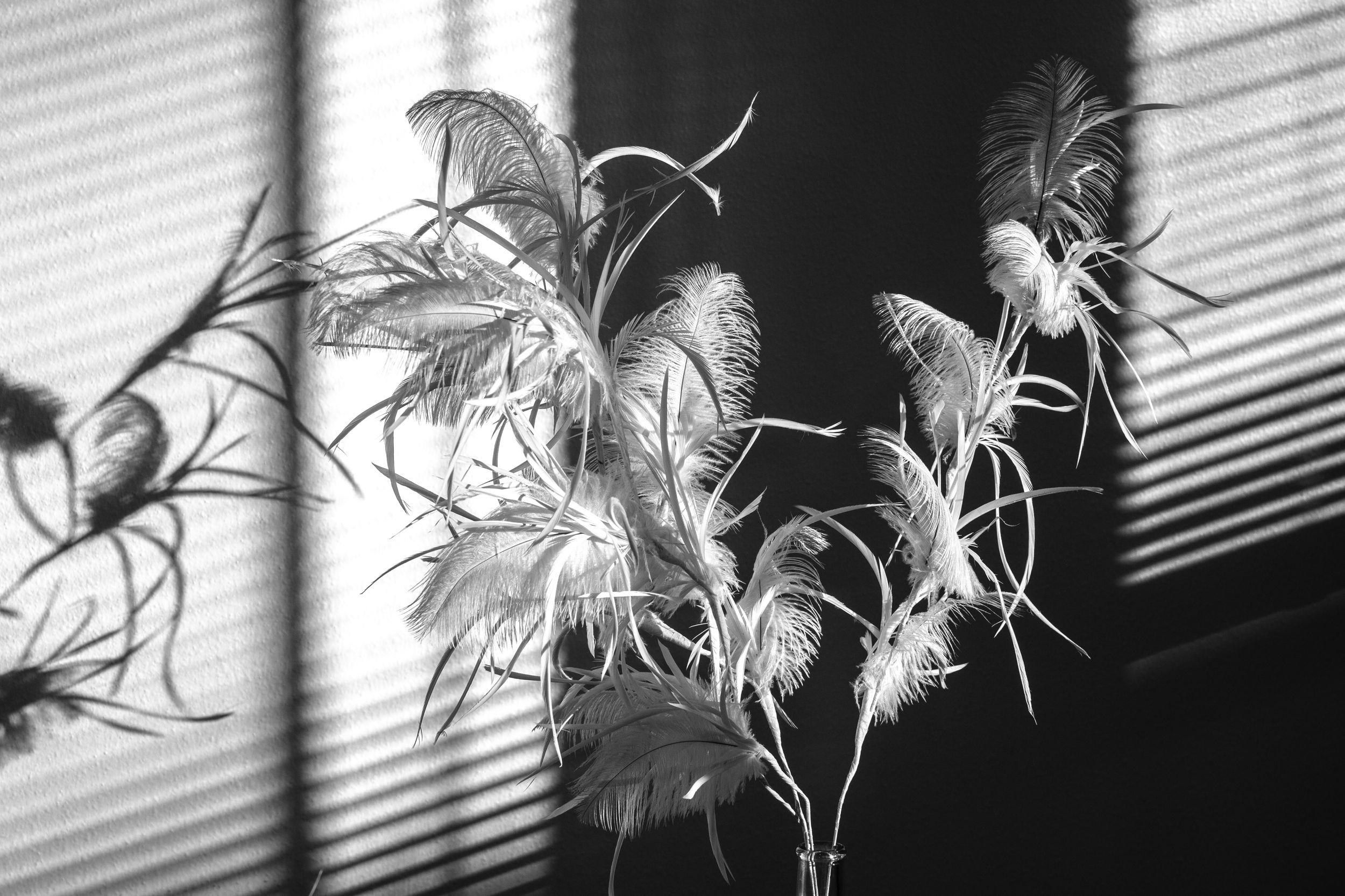 Feathery ornamental grass casts dramatic shadows through window blinds in black and white.