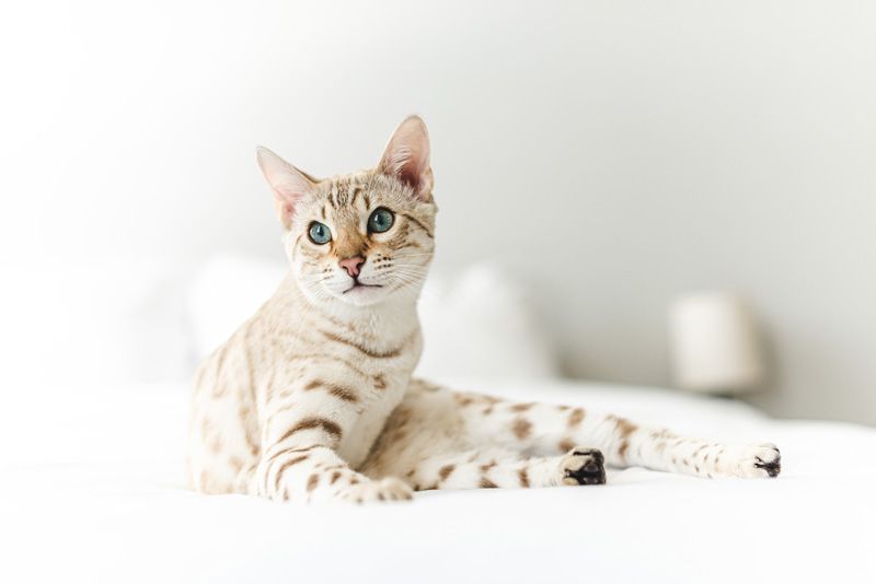 A Bengal cat with striking blue eyes poses elegantly against a white background.