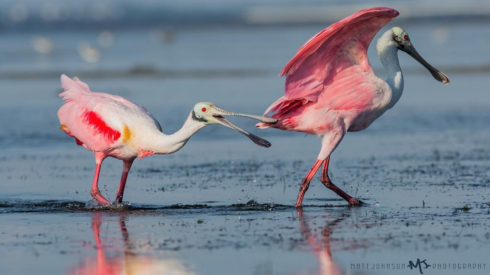 Matt Johnson Family Photographer in Florida on the beach. MJ Photograph. MJ Photography. Coastal Lifestyle Photo