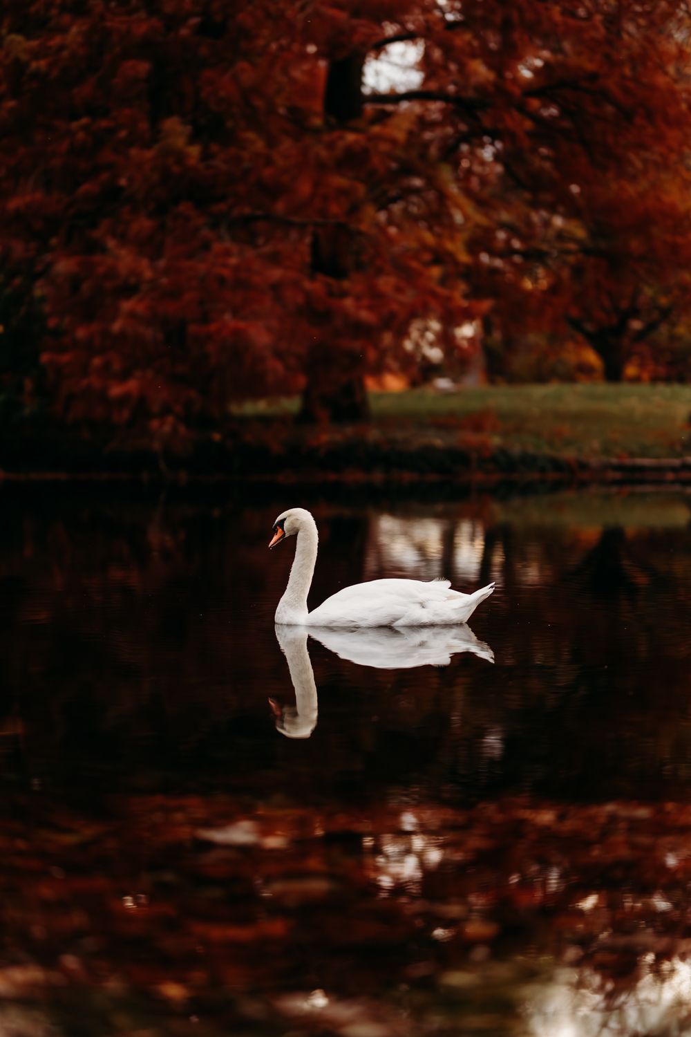 wildlife