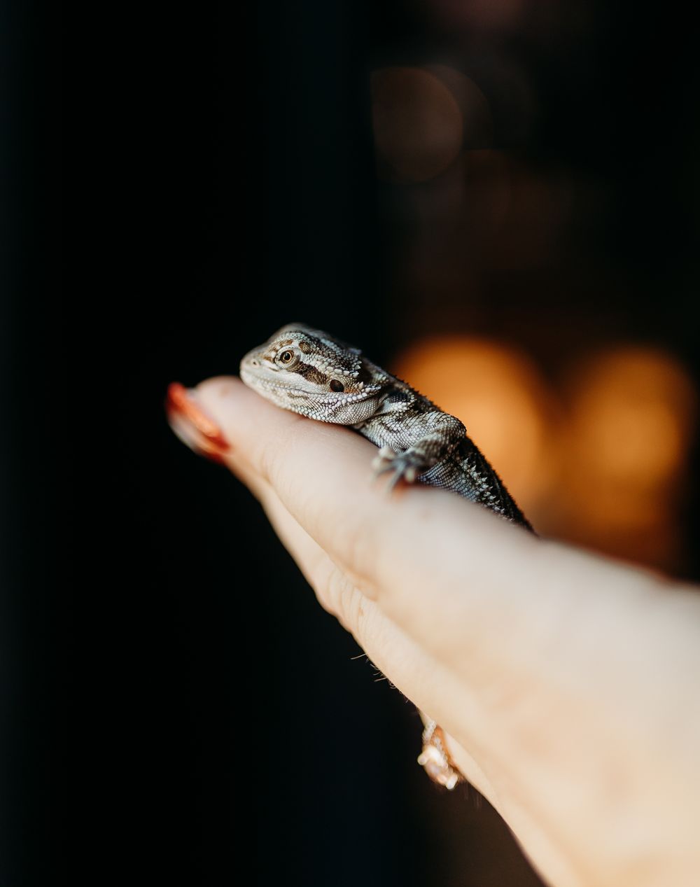 Lizards and animals pet photography