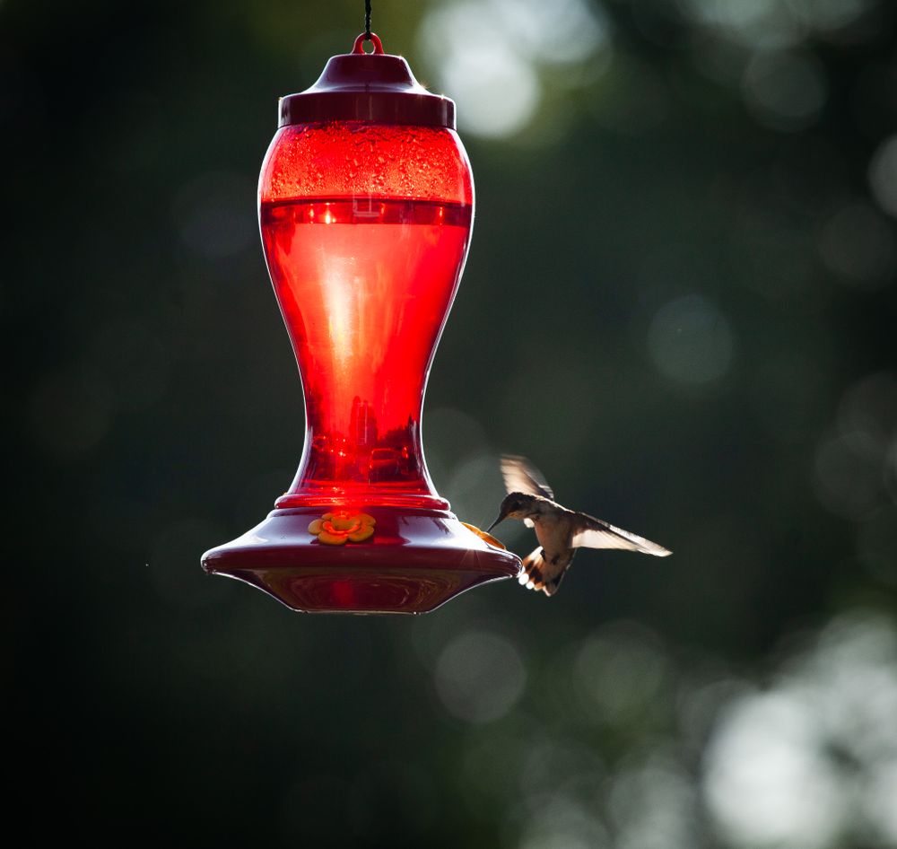 wildlife hummingbird