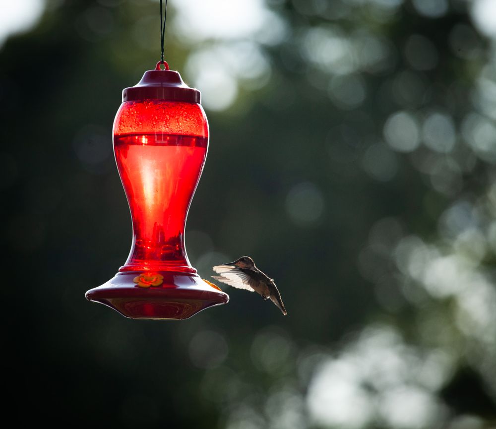 wildlife hummingbird