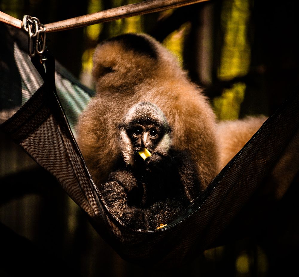 A gibbon sitting in a hammock eating fruit in a dimly lit enclosure.cincinnati zoo