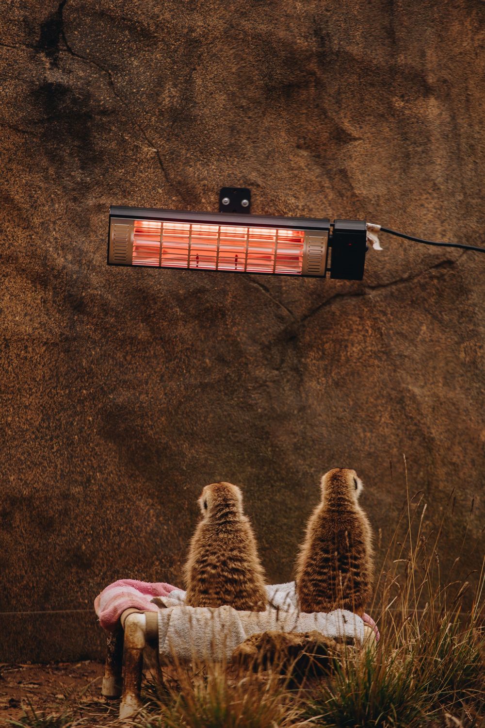 Two meerkats sitting together on a bench warming under a mounted infrared heater. cincinnati zoo