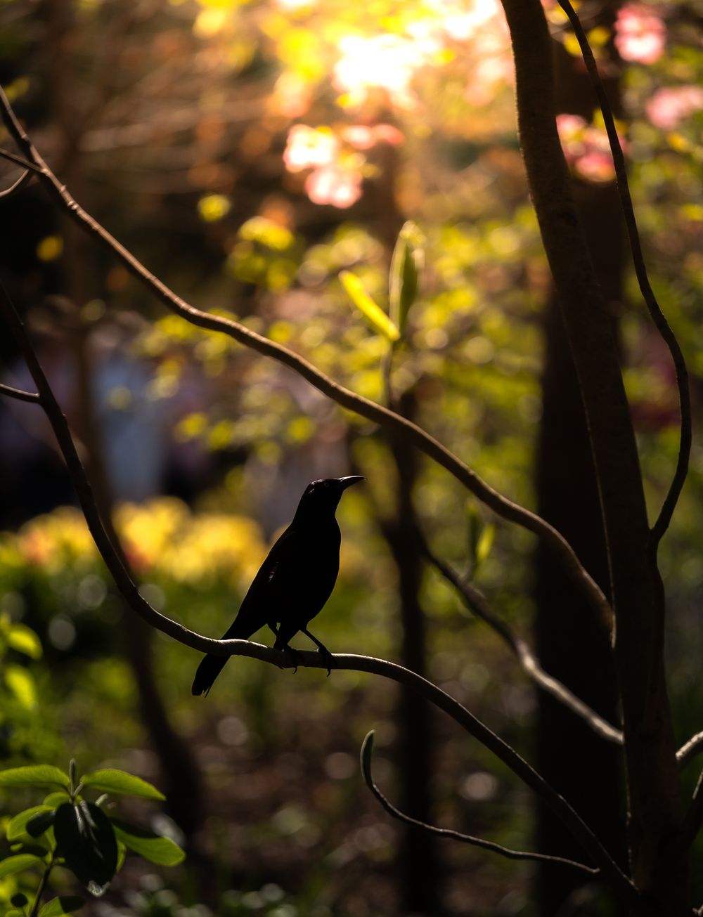 Silhouette of small bird perched on branch with colorful bokeh garden background at sunset. cincinnati zoo