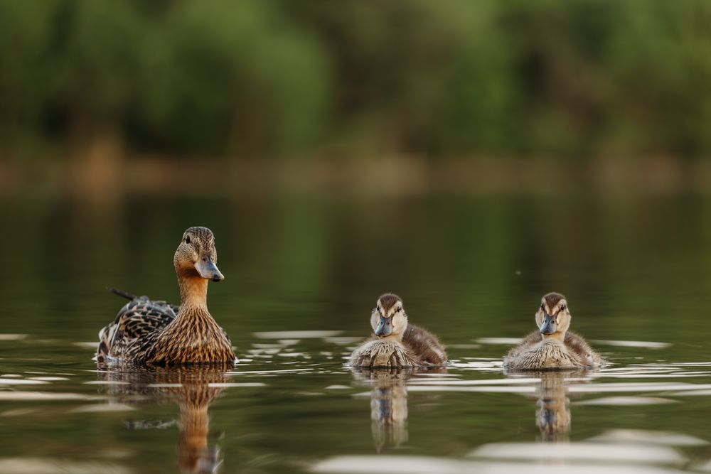 wildlife