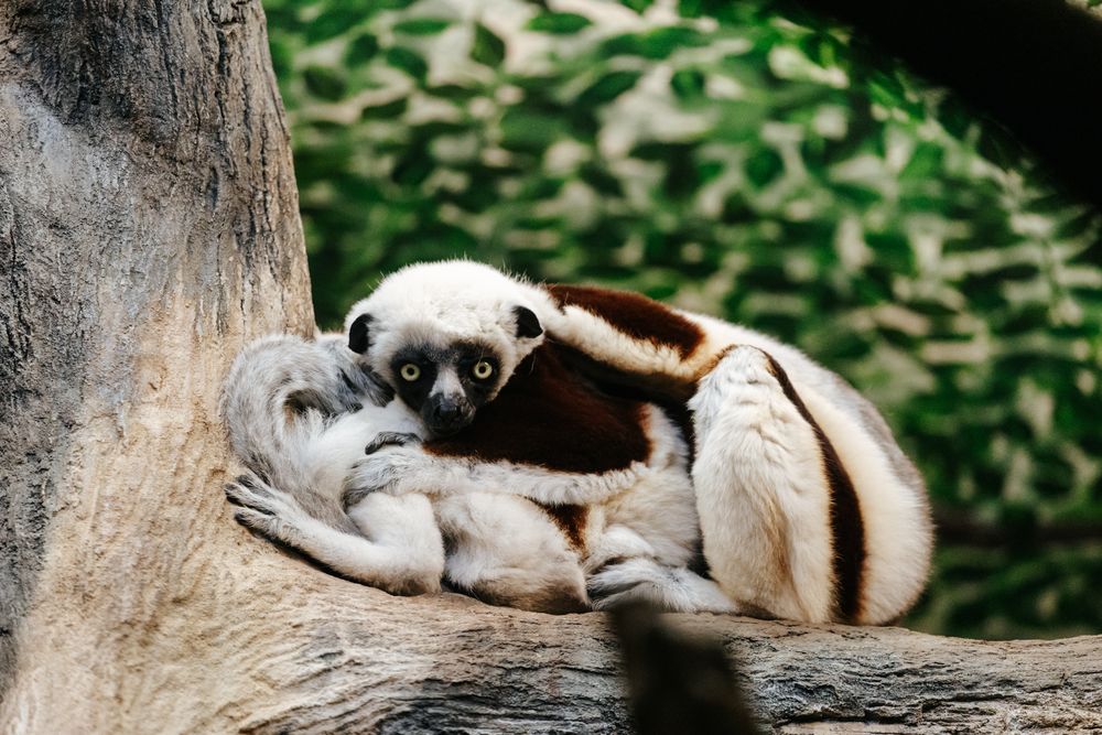 A Coquerels sifaka lemur cuddles its baby while resting in the fork of a tree. cincinnati zoo