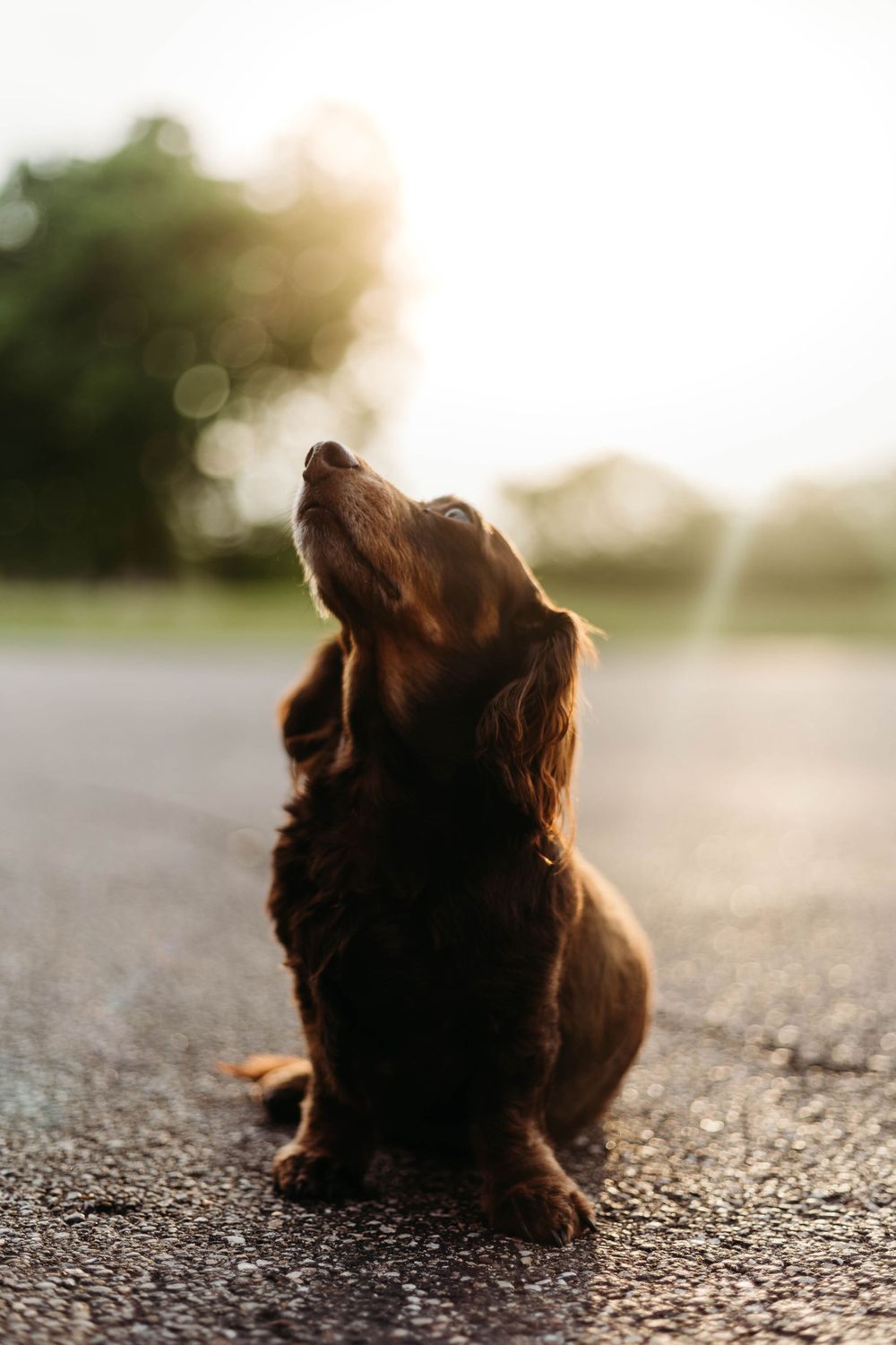 pet photos