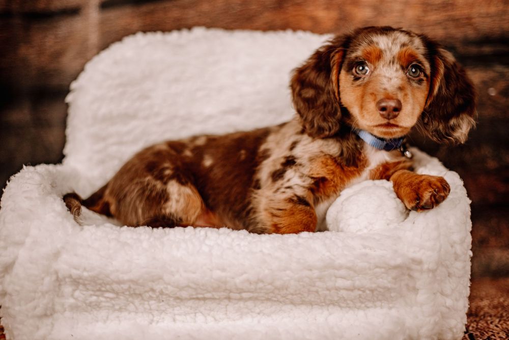 Adorable dapple Dachshund puppy with blue eyes resting on a white fluffy mini armchair.
