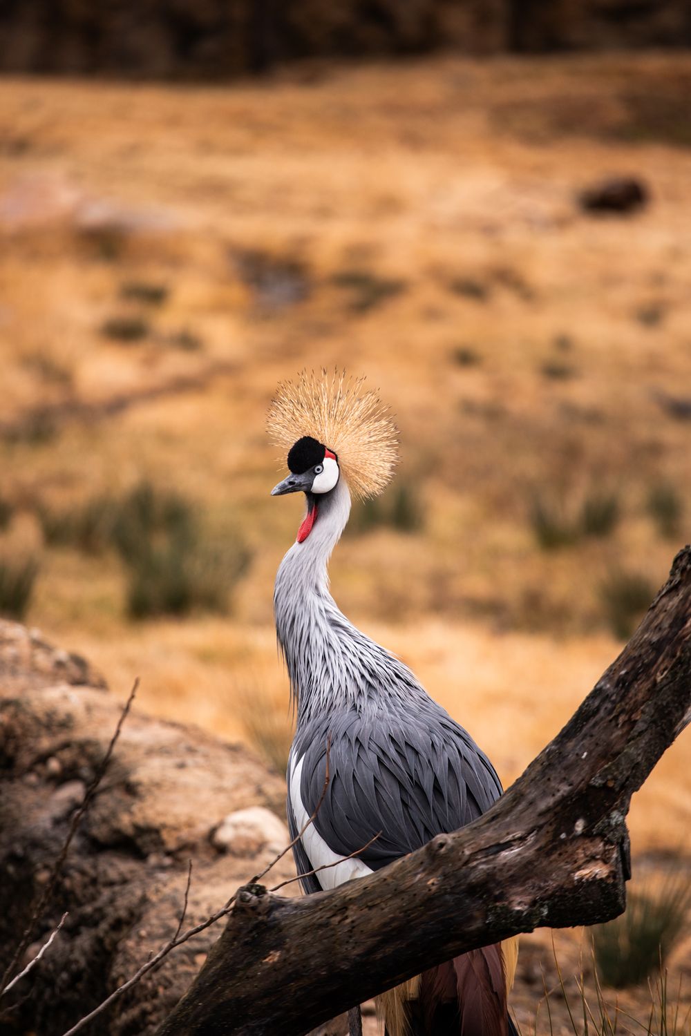 A grey crowned crane with golden crest feathers perches on a branch in dry savanna. cincinnati zoo