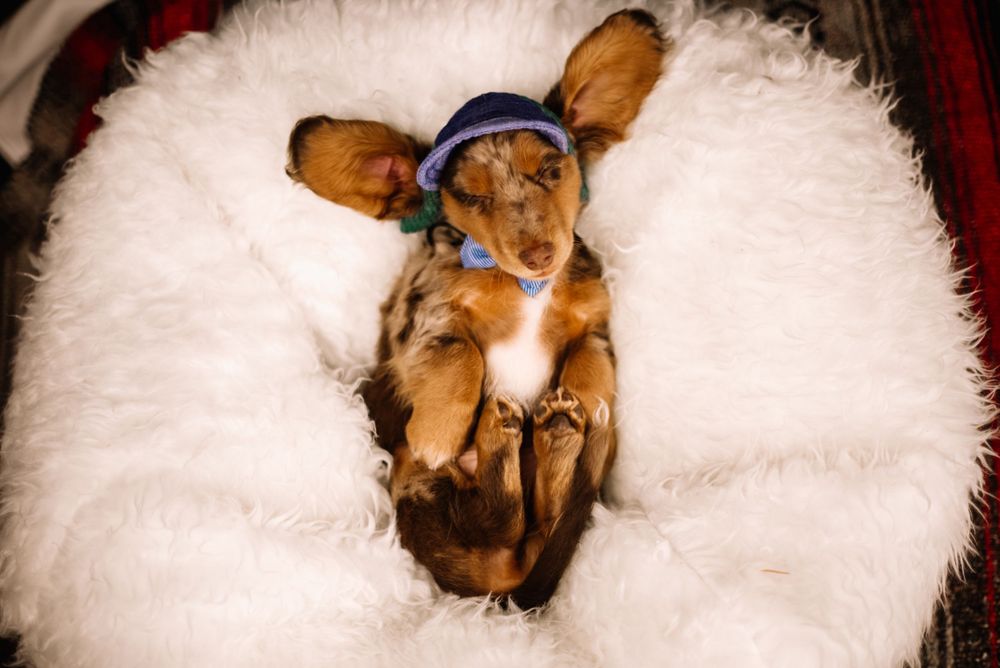 Cute Dachshund puppy wearing a blue knit hat, lying on its back in a white fluffy bed.