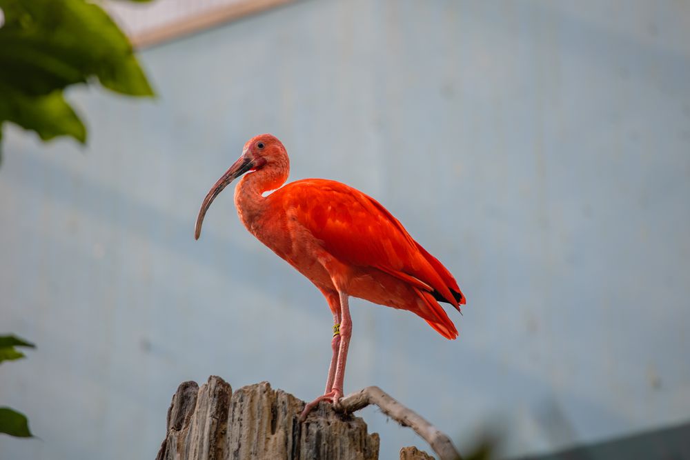 A vibrant scarlet ibis bird standing on a weathered wooden post with green foliage. cincinnati zoo