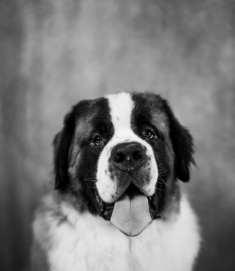Black and white portrait of a Saint Bernard dog with tongue out against a gray background.