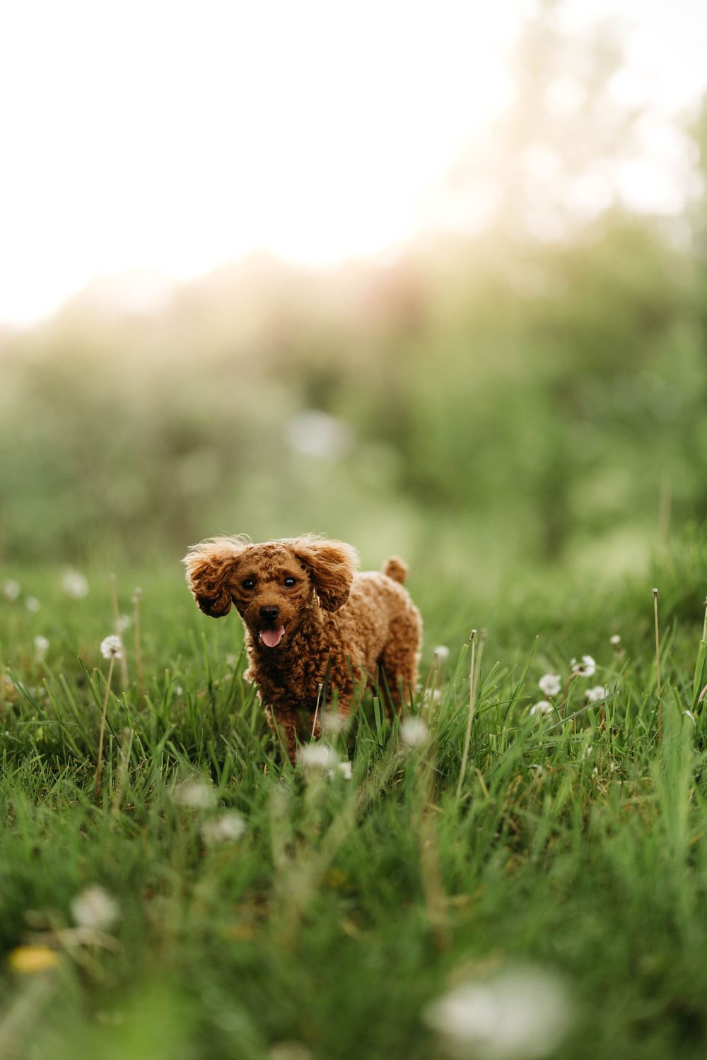 pet photography