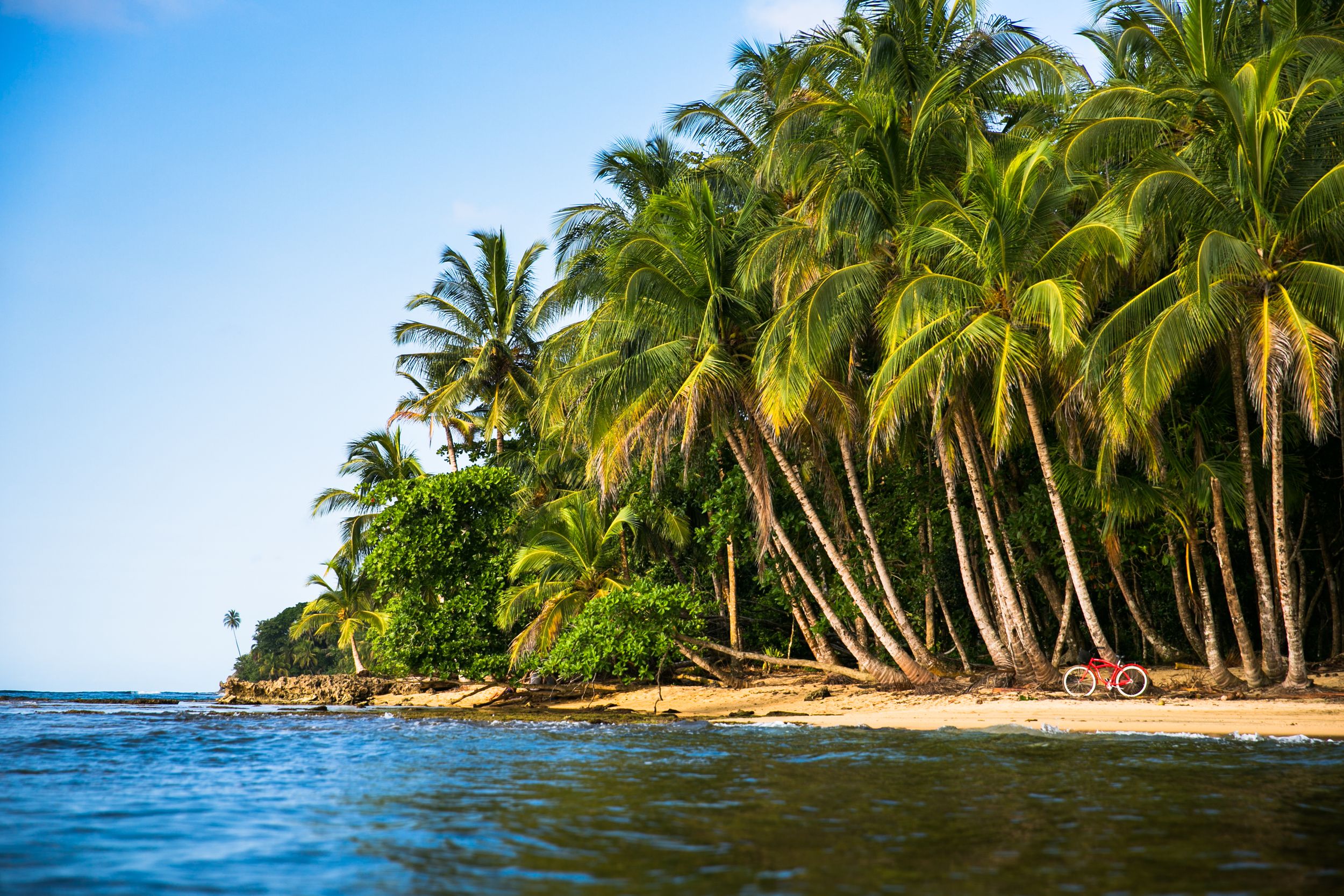 Tropical beach paradise with palm trees lining pristine white sand and turquoise waters stretching to the horizon.
